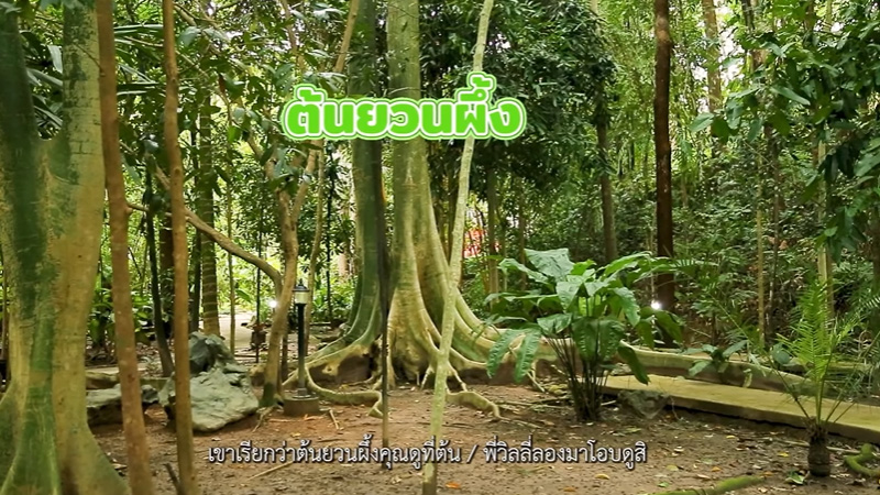 ต้นยวนผึ้ง