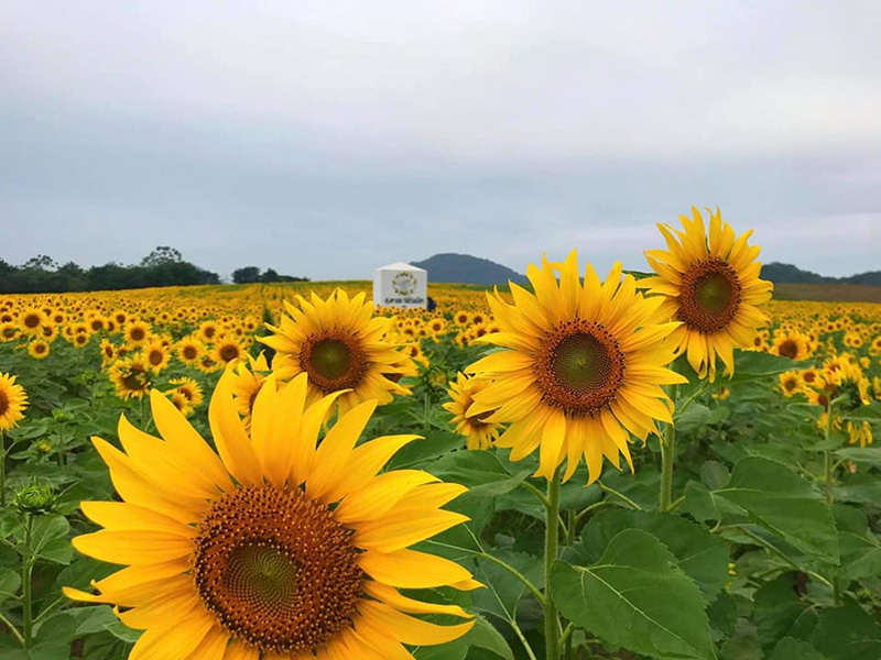 สวนดอกไม้เขาใหญ่