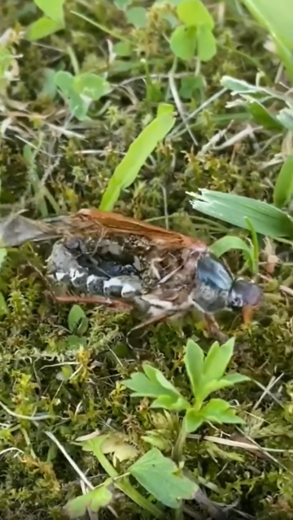 แมลงซอมบี้