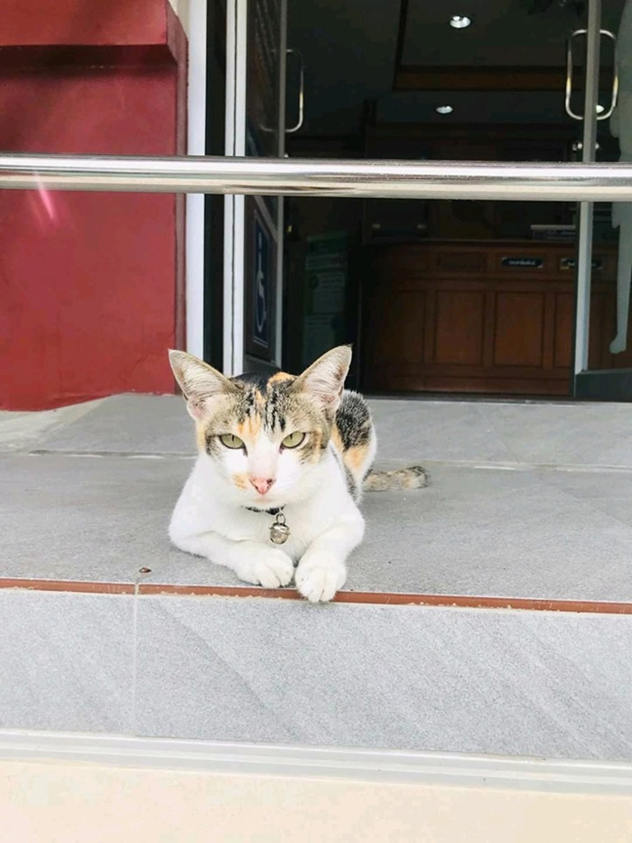 เพจแมวโรงพัก