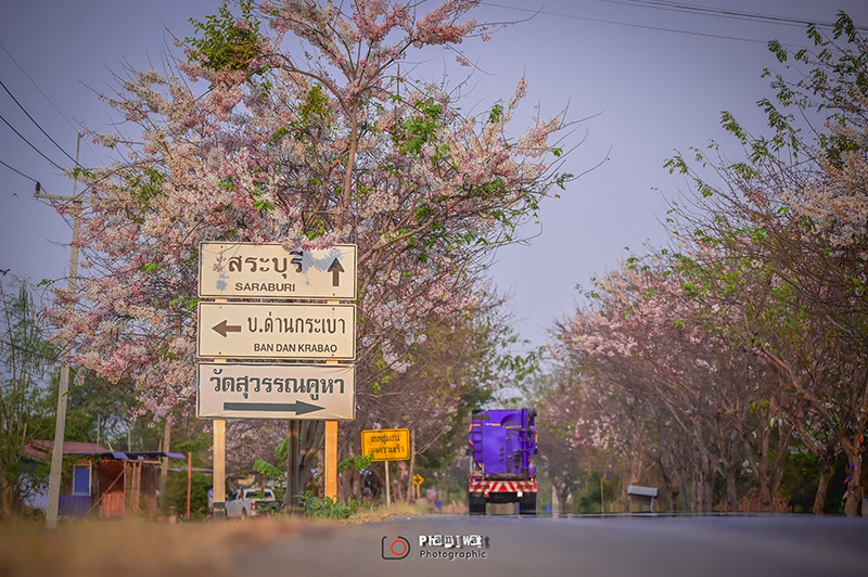 เส้นทางดอกไม้ กัลปพฤกษ์ ลพบุรี