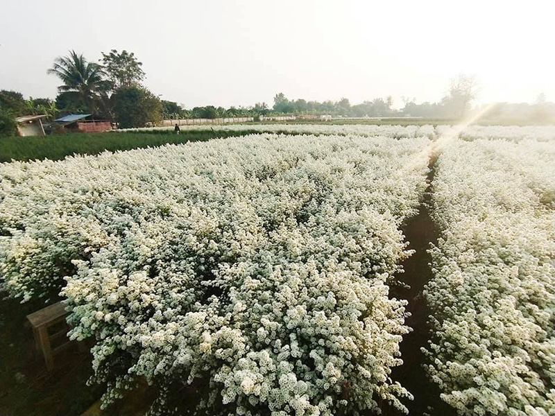 สวนลุงรน