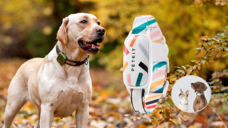 Pet Tracker Petkit