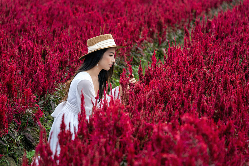 ทุ่งดอกไม้สีแดง เชียงใหม่