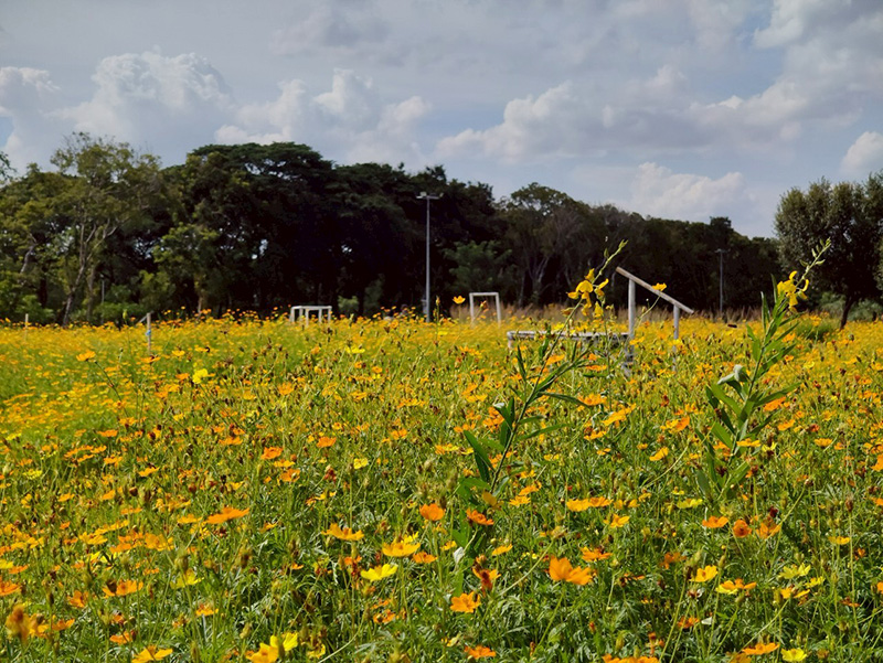 ทุ่งคอสมอส สวนรถไฟ