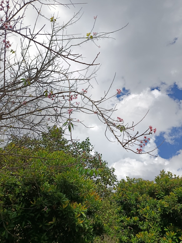 อัปเดตการบานของดอกนางพญาเสือโคร่ง ที่ ศูนย์วิจัยเกษตรหลวงเชียงใหม่ (แม่จอนหลวง) จังหวัดเชียงใหม่