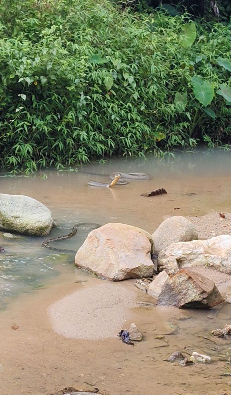 งูจงอาง