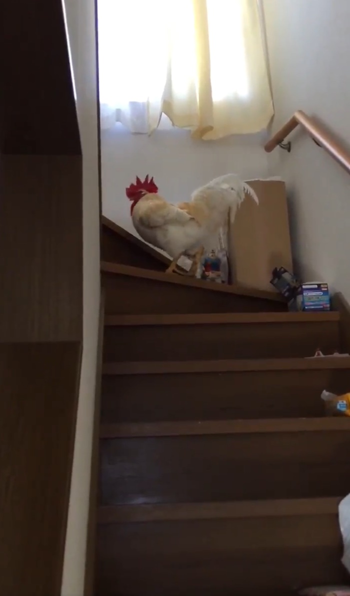 ไก่ปลุก