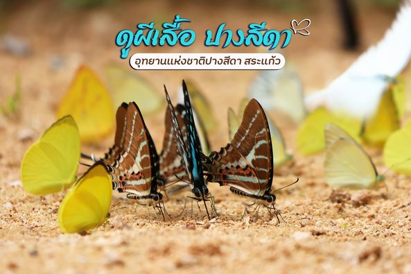 เทศกาลดูผีเสื้อปางสีดา