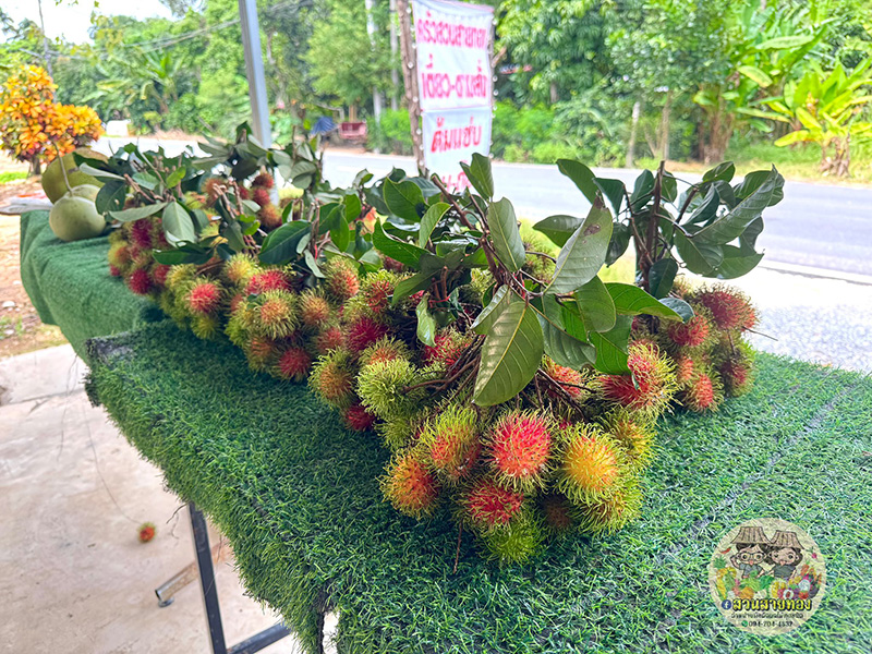 สวนทุเรียนภูเขาชะอม สระบุรี 2568 สวนสายทอง