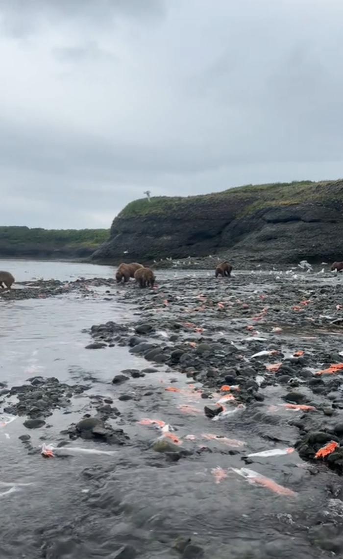 ปลาแซลมอน