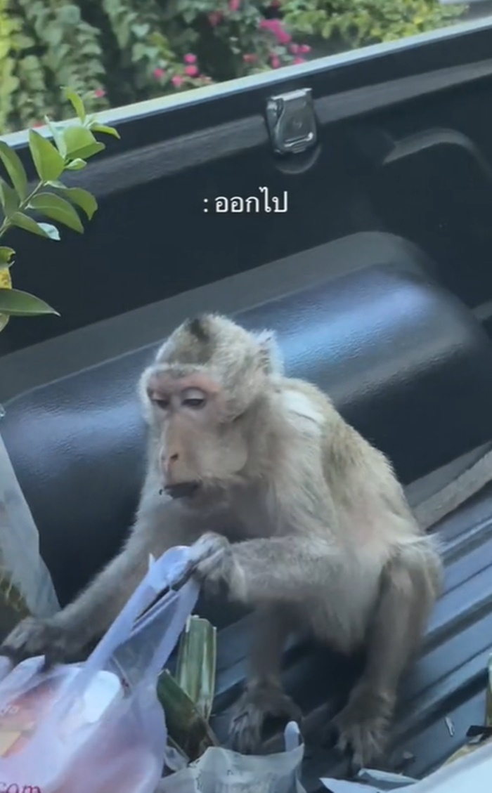 ลิงเขาสามมุก