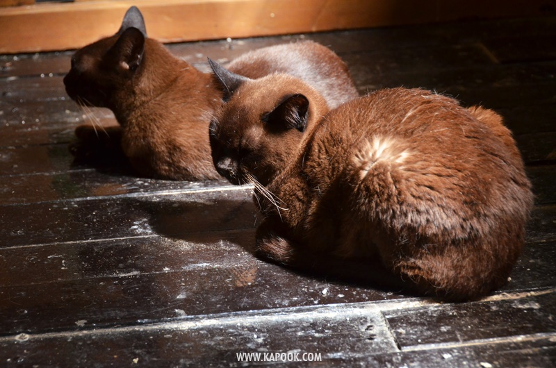 เที่ยวทะเลสาบอินเล เมียนมา