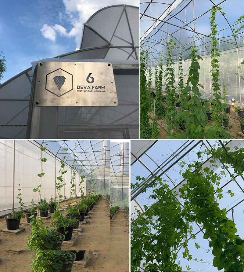 นวัตกรรมการเกษตร ปลูกพืชเมืองหนาว