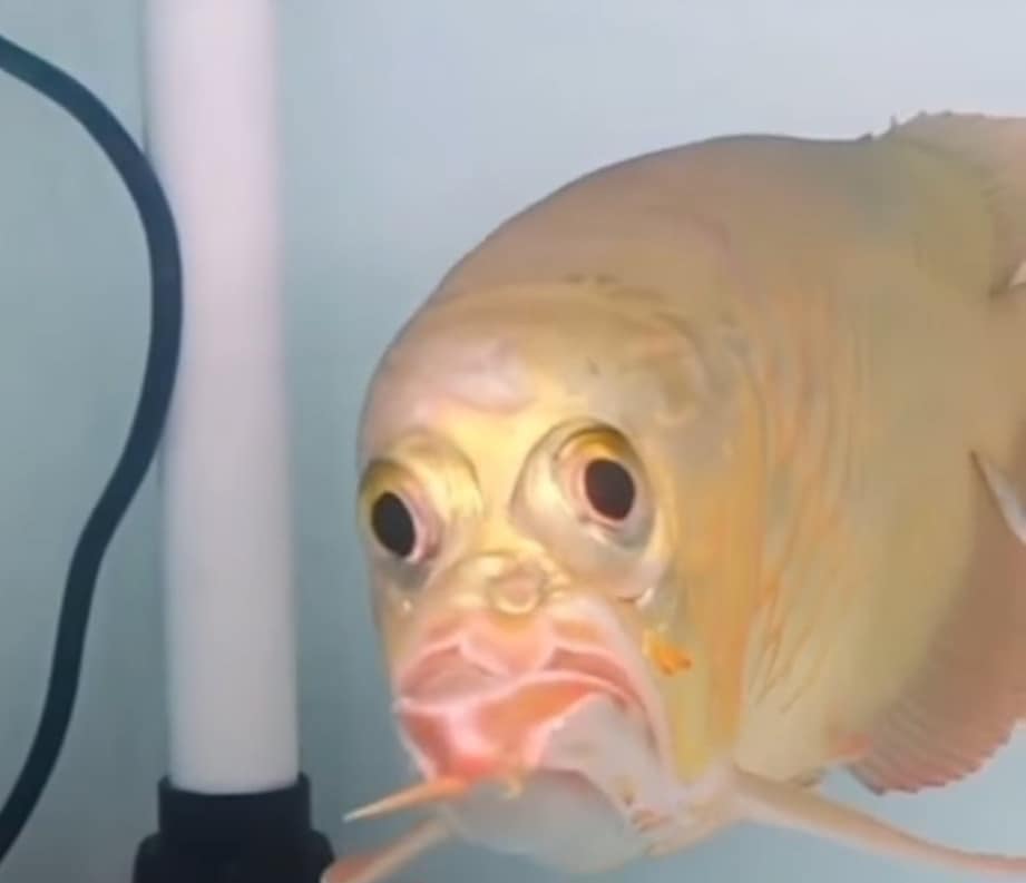 ปลาอโรวาน่า