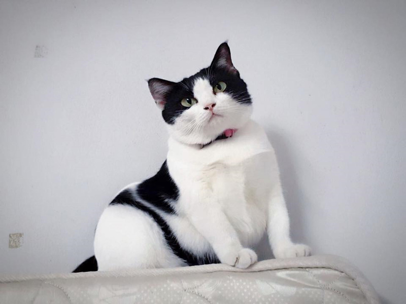 แมวจรจัด