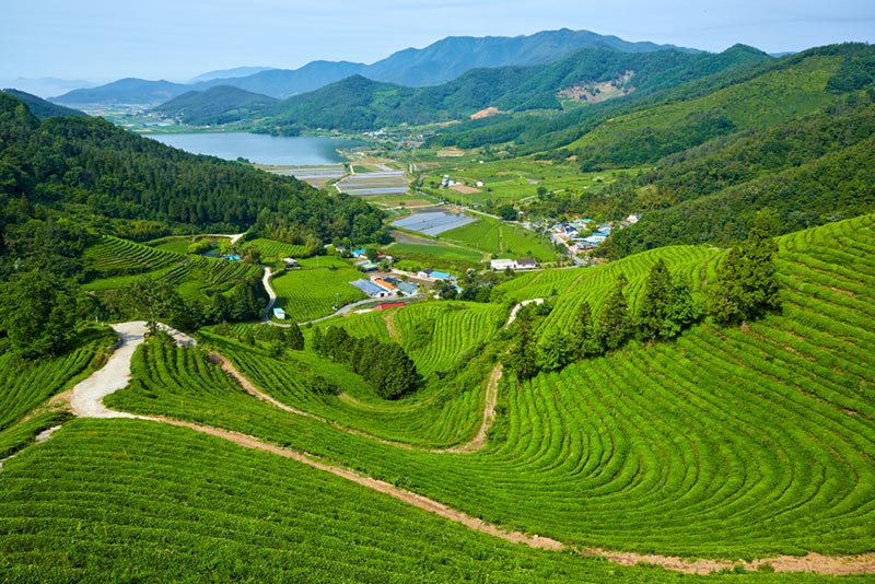 ไร่ชาเขียวโบซอง (Boseong Green Tea Plantation) จังหวัดชอลลาใต้