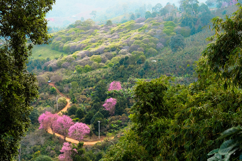 ดอกนางพญาเสือโคร่ง