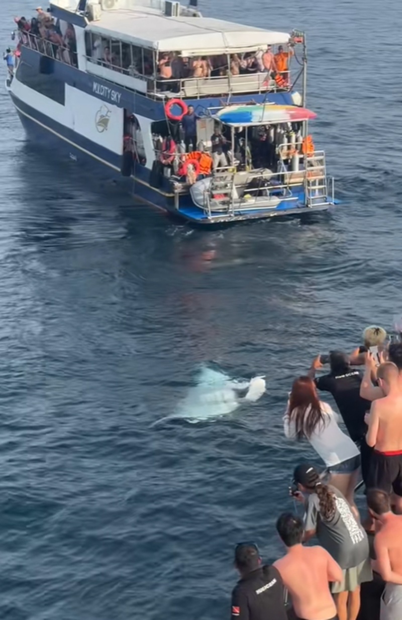 ปลากระเบน