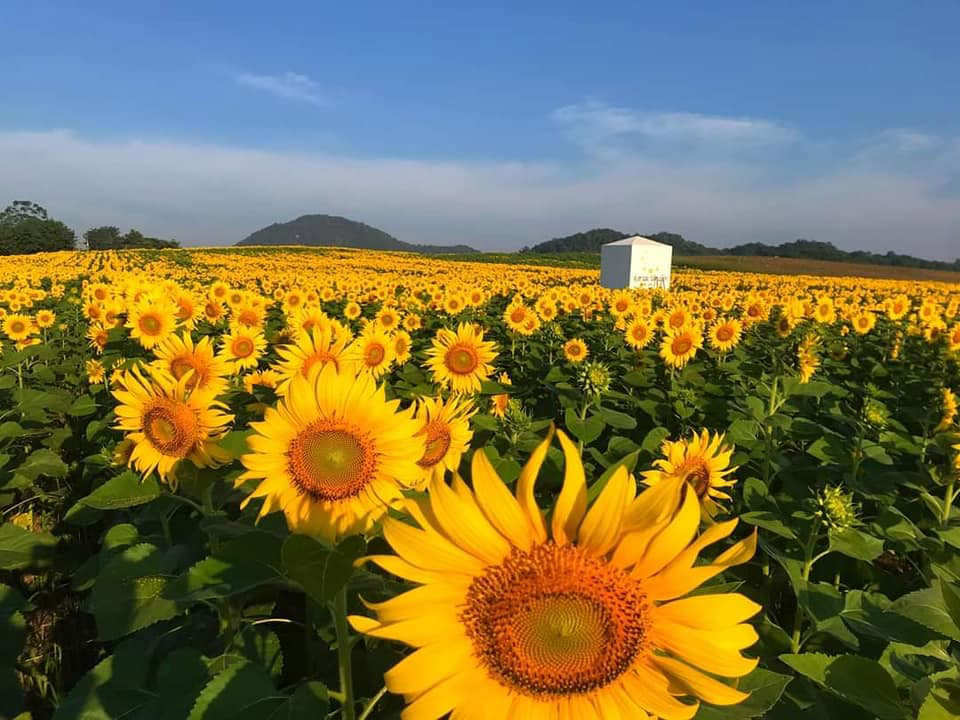ทุ่งทานตะวัน ไร่มณีศร เขาใหญ่