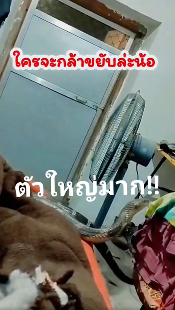 งูจงอาง