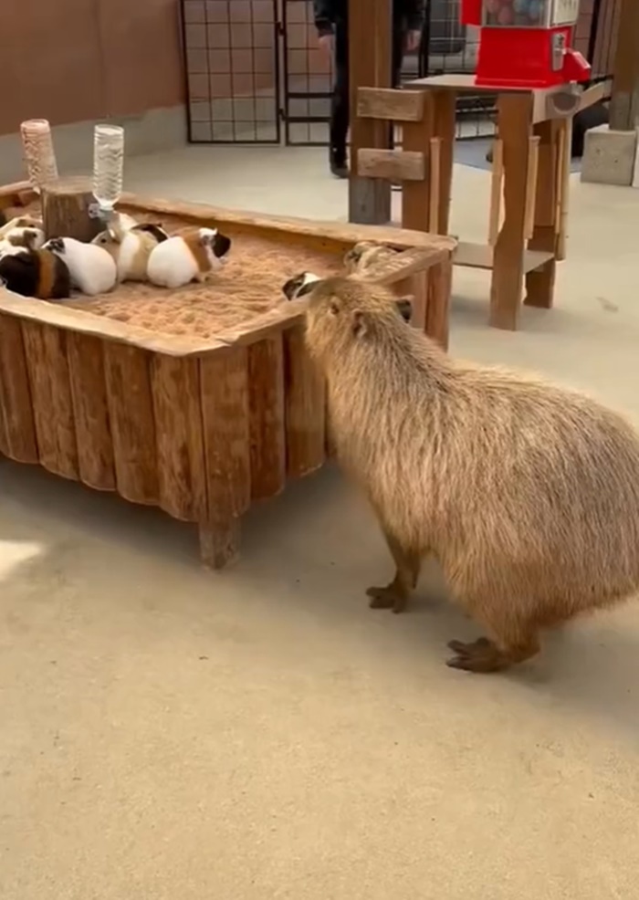 คาปิบารา