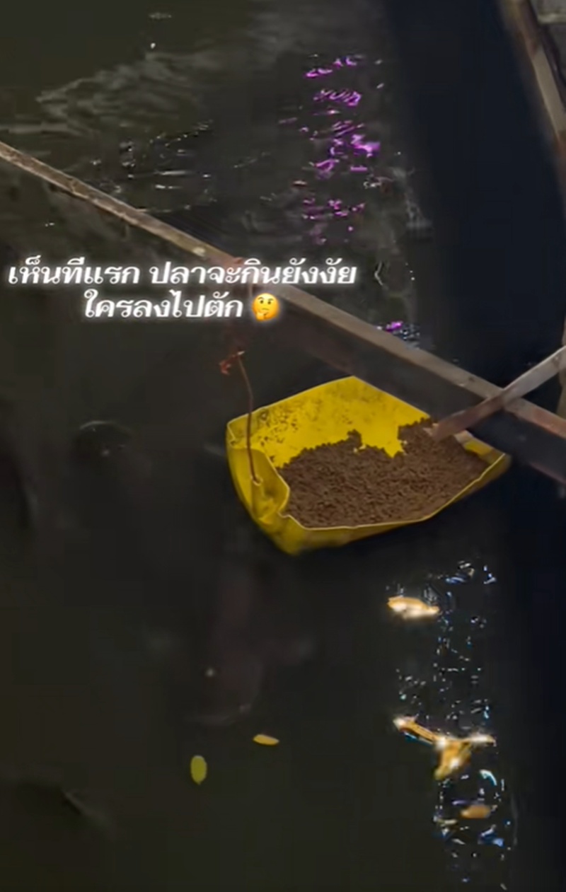 ให้อาหารปลา