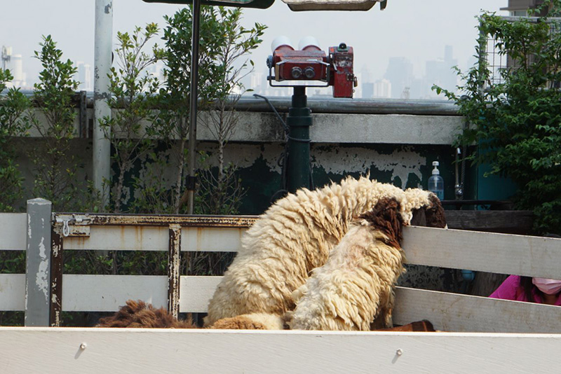 สวนสัตว์พาต้า