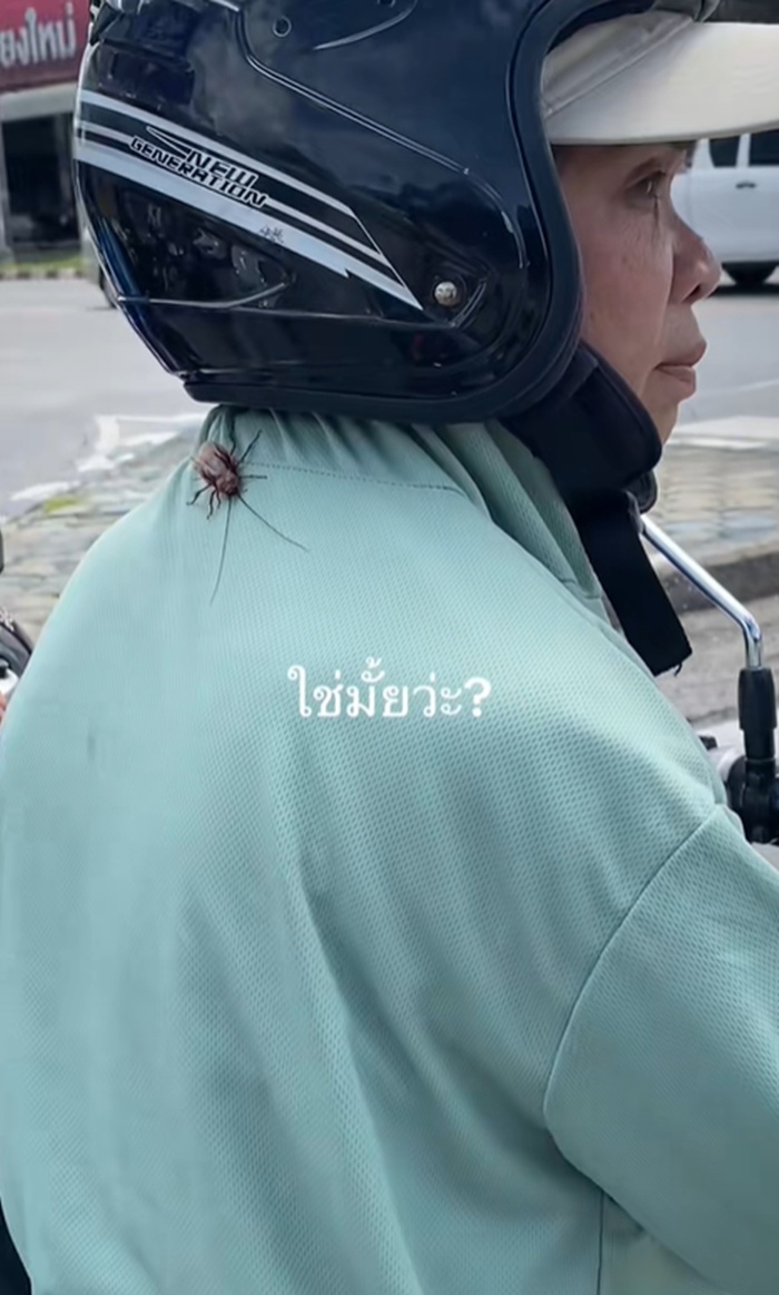 แมลงสาบ