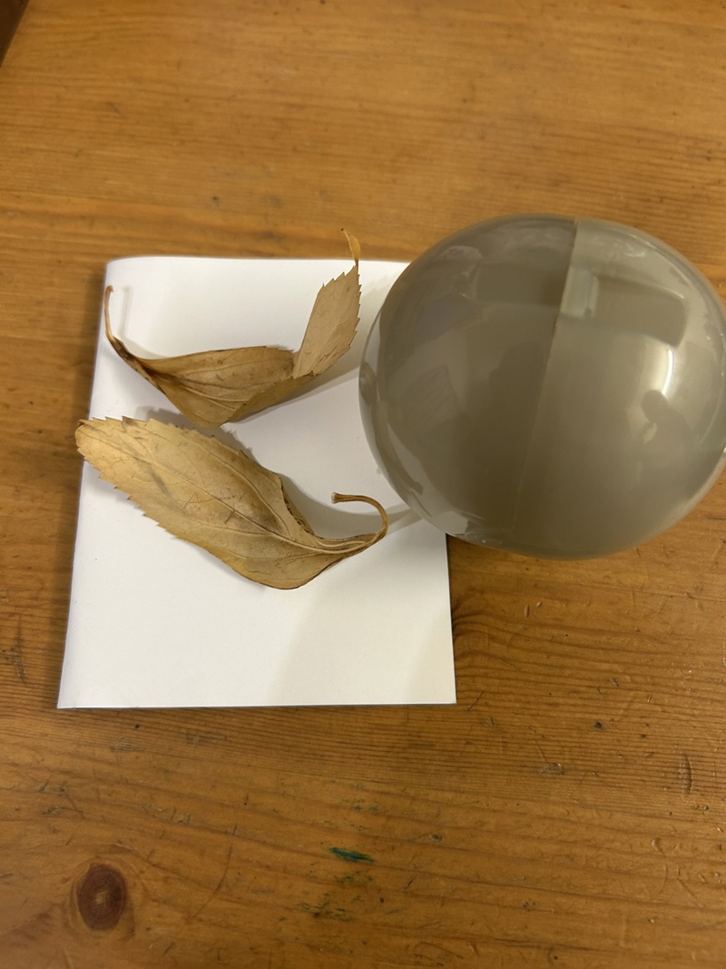 ใบกัญชา