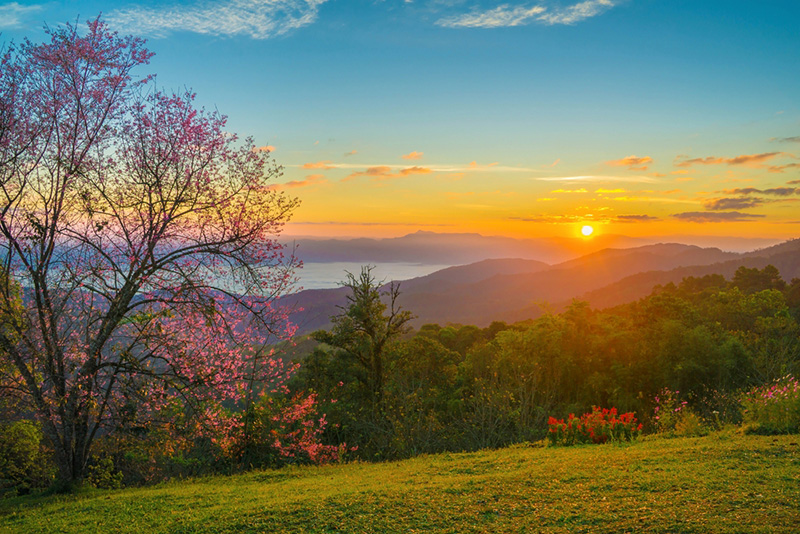 ดอกนางพญาเสือโคร่ง