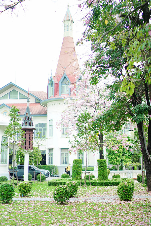 ชมพูพันธุ์ทิพย์ 2565