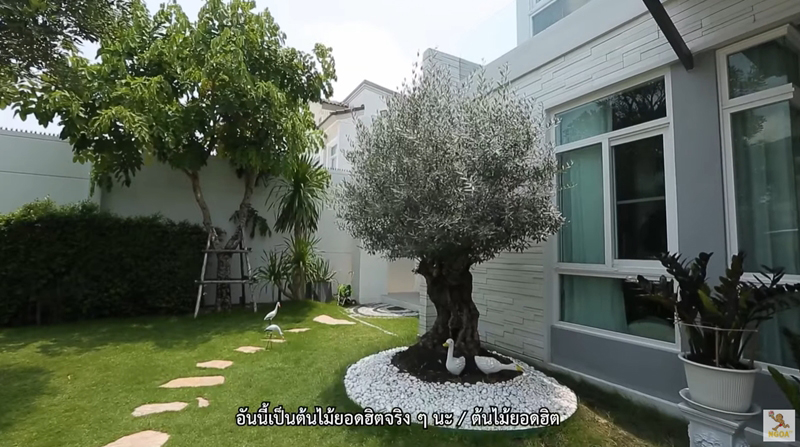 บ้าน มีน พีรวิชญ์ ต้นโอลีฟ