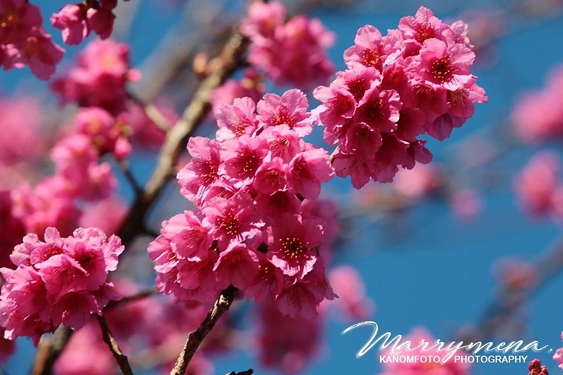 ดอกนางพญาเสือโคร่ง 2563