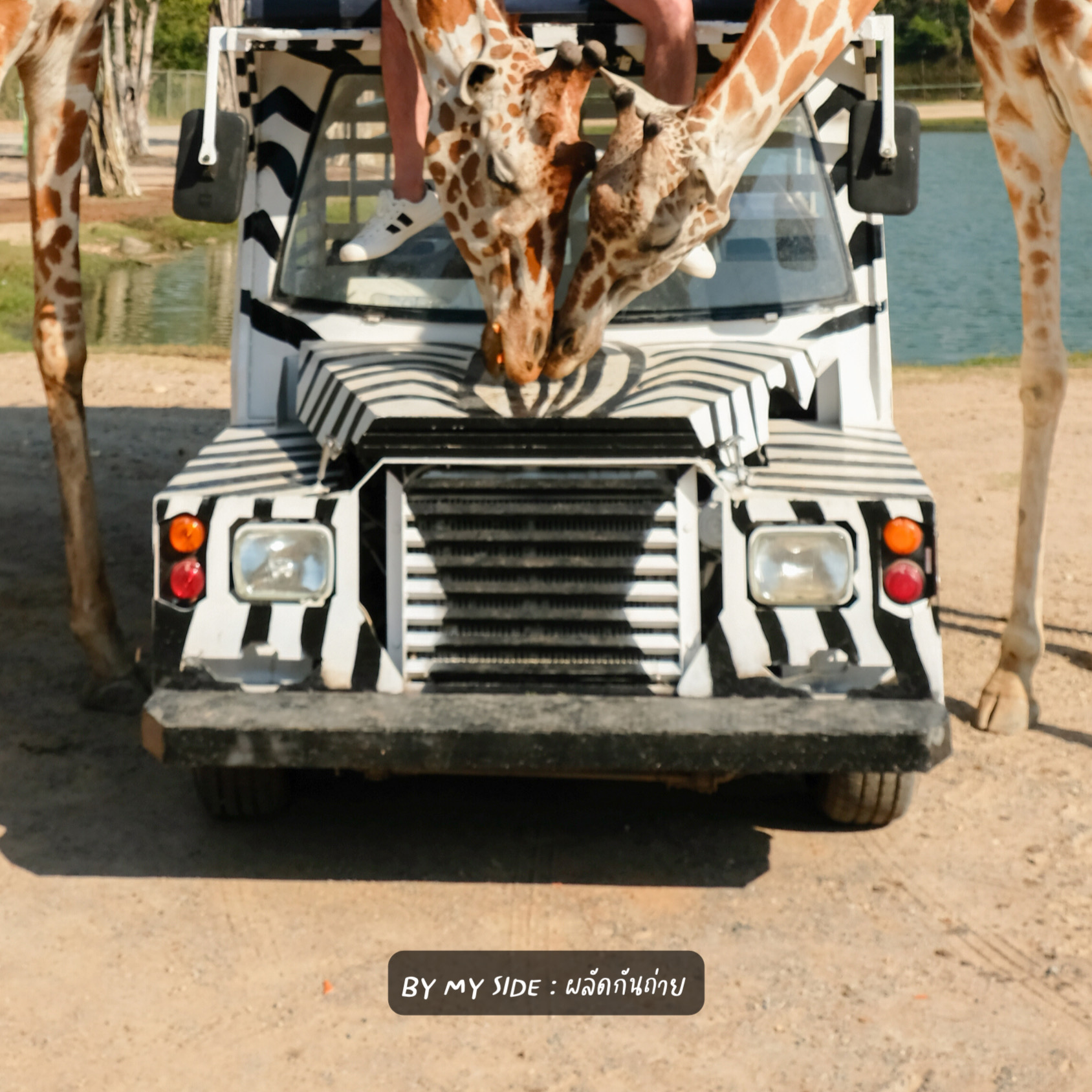 Safari Park