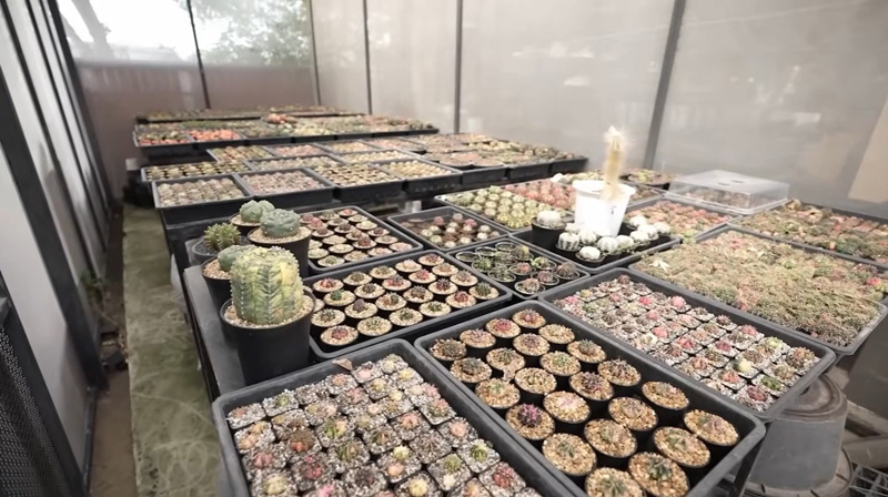 โรงเรือนปลูกแคคตัส
