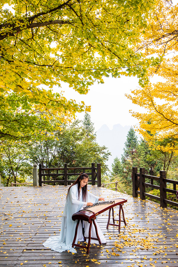 สถานที่ชมต้นแปะก๊วย