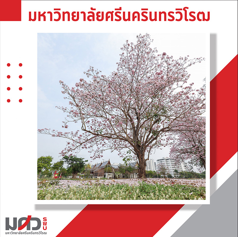 ชมพูพันธุ์ทิพย์ 2565