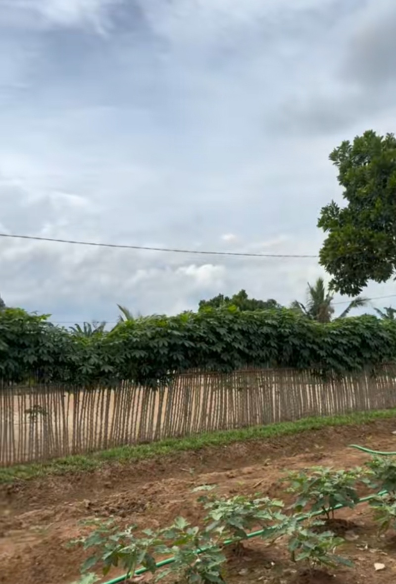 รั้วบ้าน