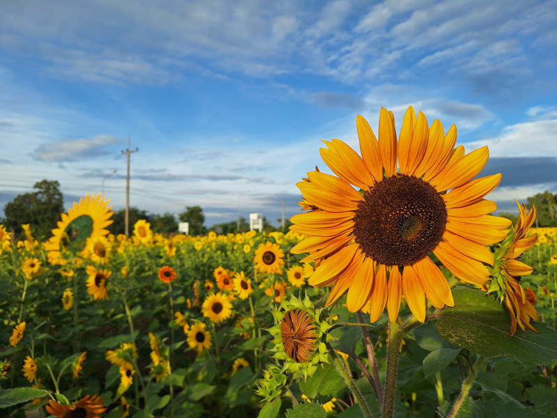 ทุ่งทานตะวัน 2568 สระบุรี