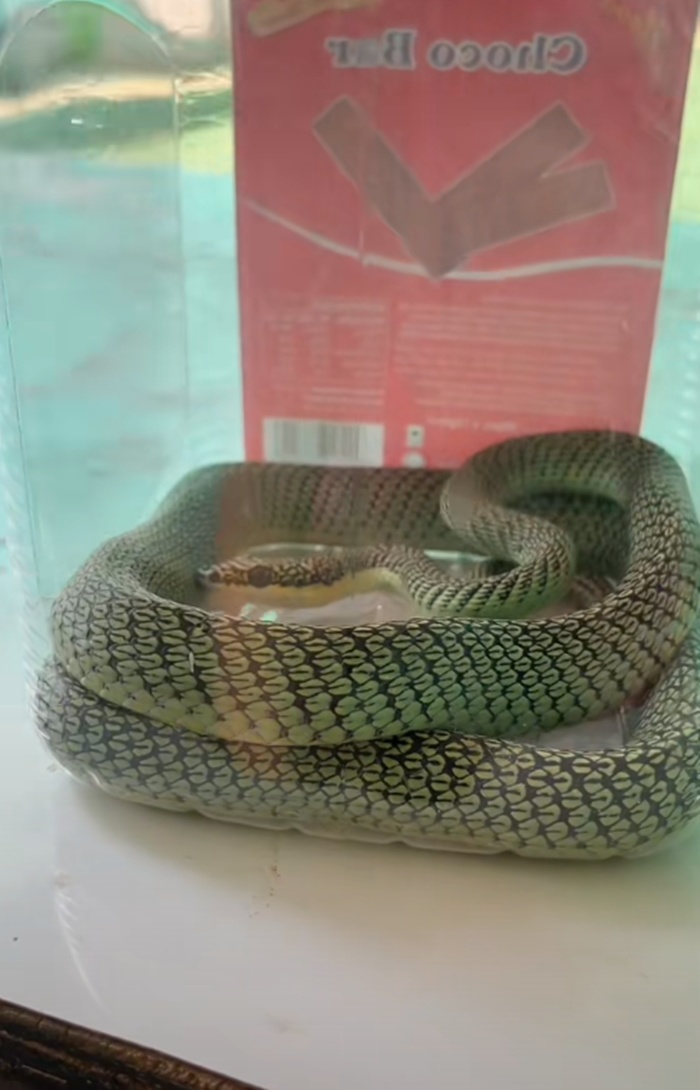 จับงูเขียว