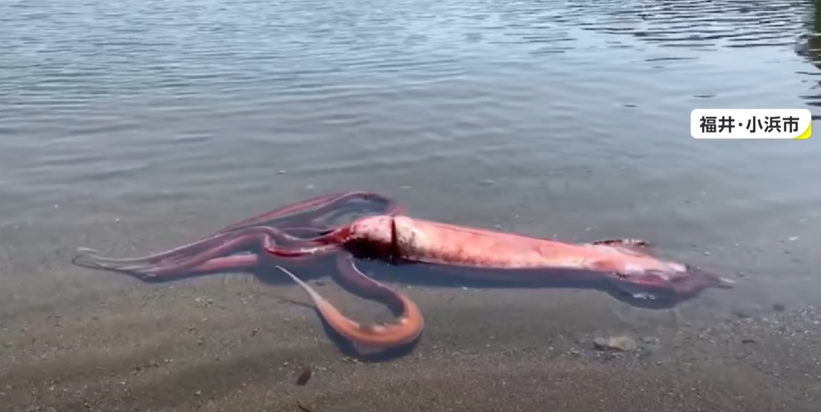 หมึกยักษ์