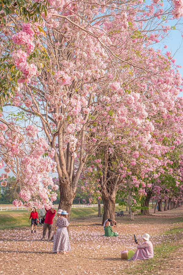 ชมพูพันธุ์ทิพย์ ม.เกษตรฯ กำแพงแสน 2569