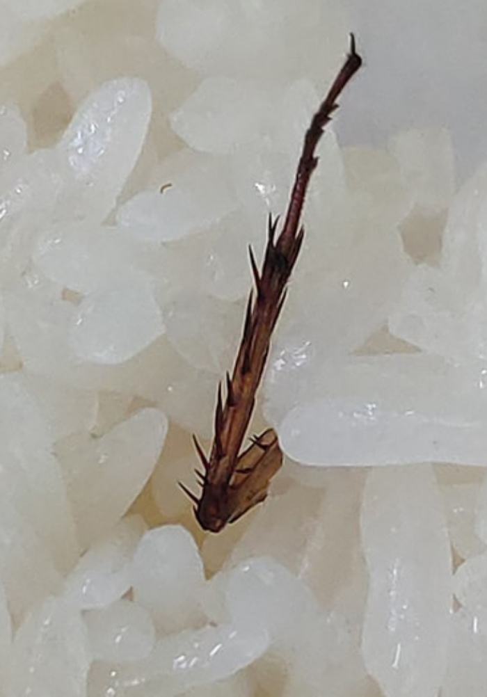 แมลงสาบ