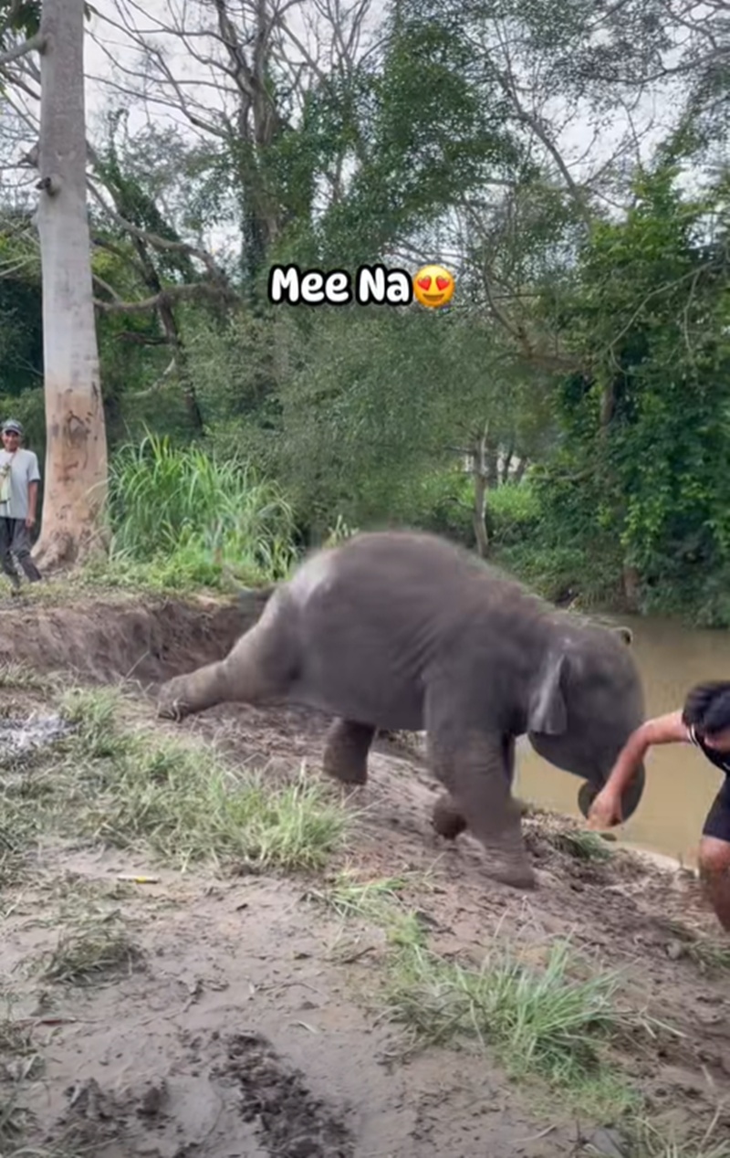 ช้างน้อย
