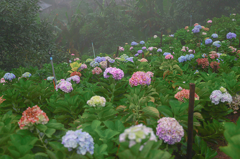 กู๋เนียร์ ไฮเดรนเยีย สวนดอกไม้เชียงใหม่