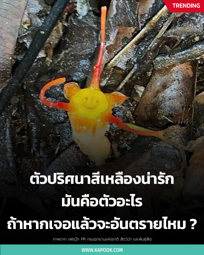 พิศวงแมงมุม
