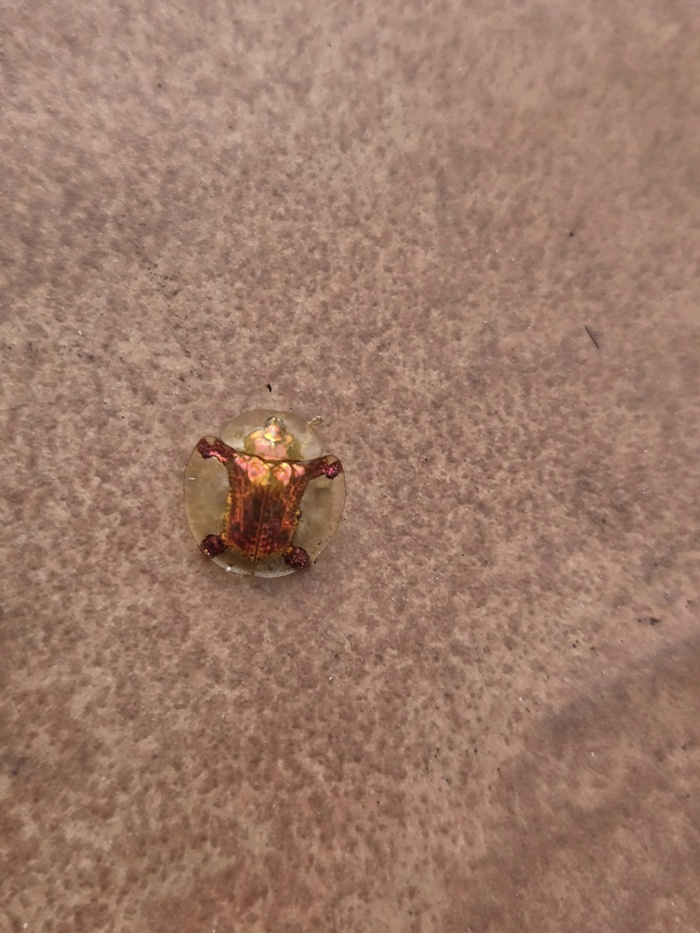 สัตว์หายาก