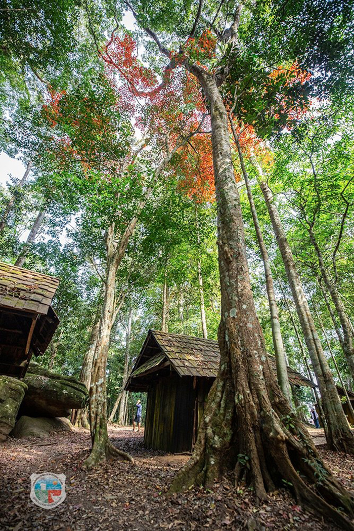 ใบเมเปิล ก่วมแดง 2568/2569 อุทยานแห่งชาติภูหินร่องกล้า