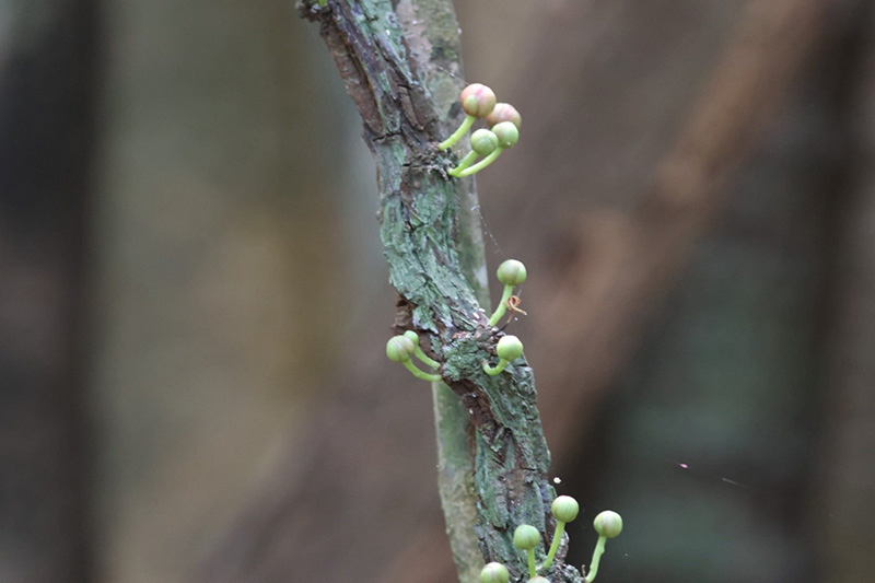 บัวศรีพังงา อุทยานแห่งชาติศรีพังงา